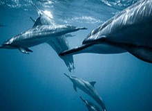 世界杯高清平台-拒绝拉踩！KD：别拿我和乔丹比 他是无与伦比的神